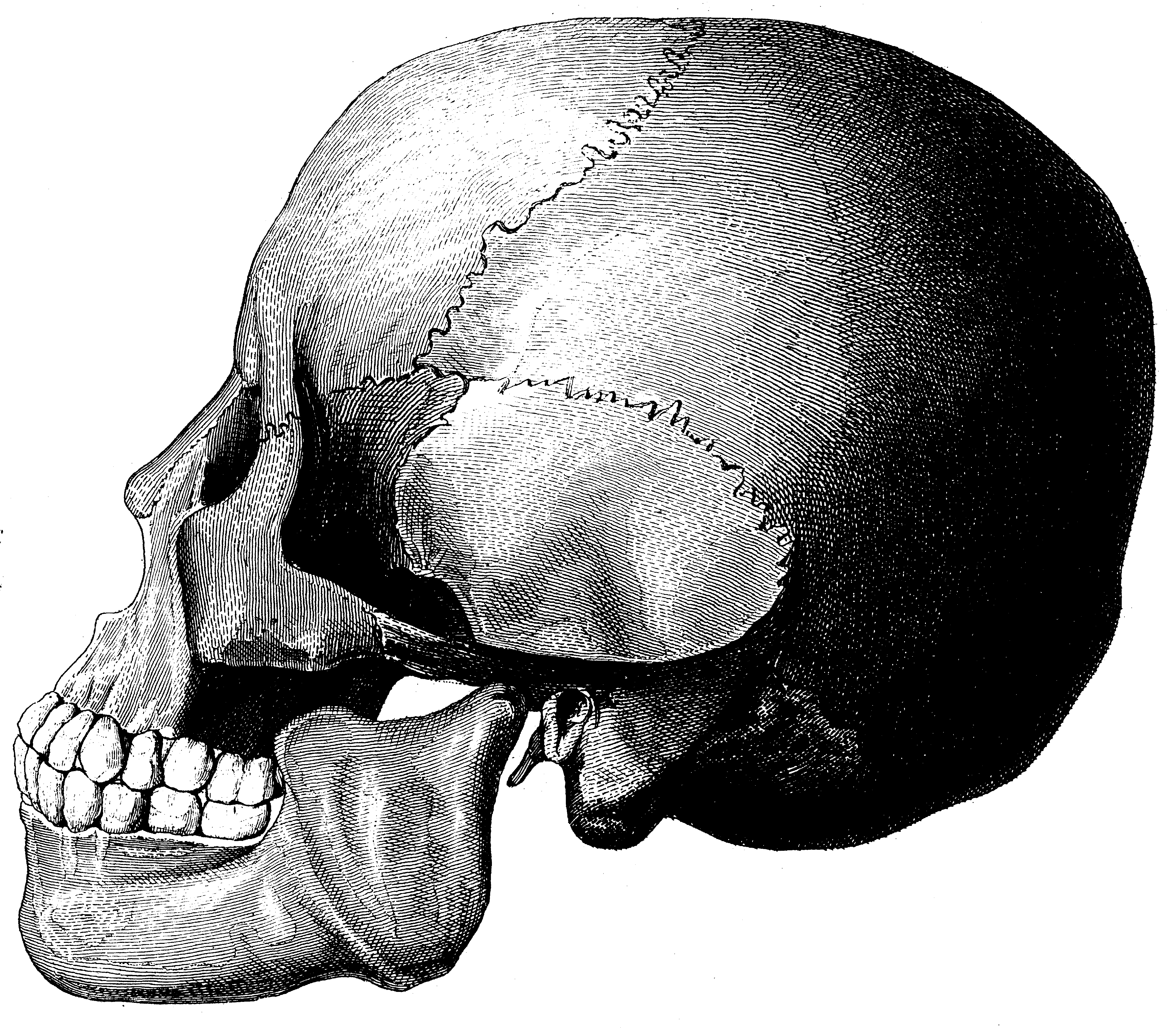 Кроманьонец череп в профиль