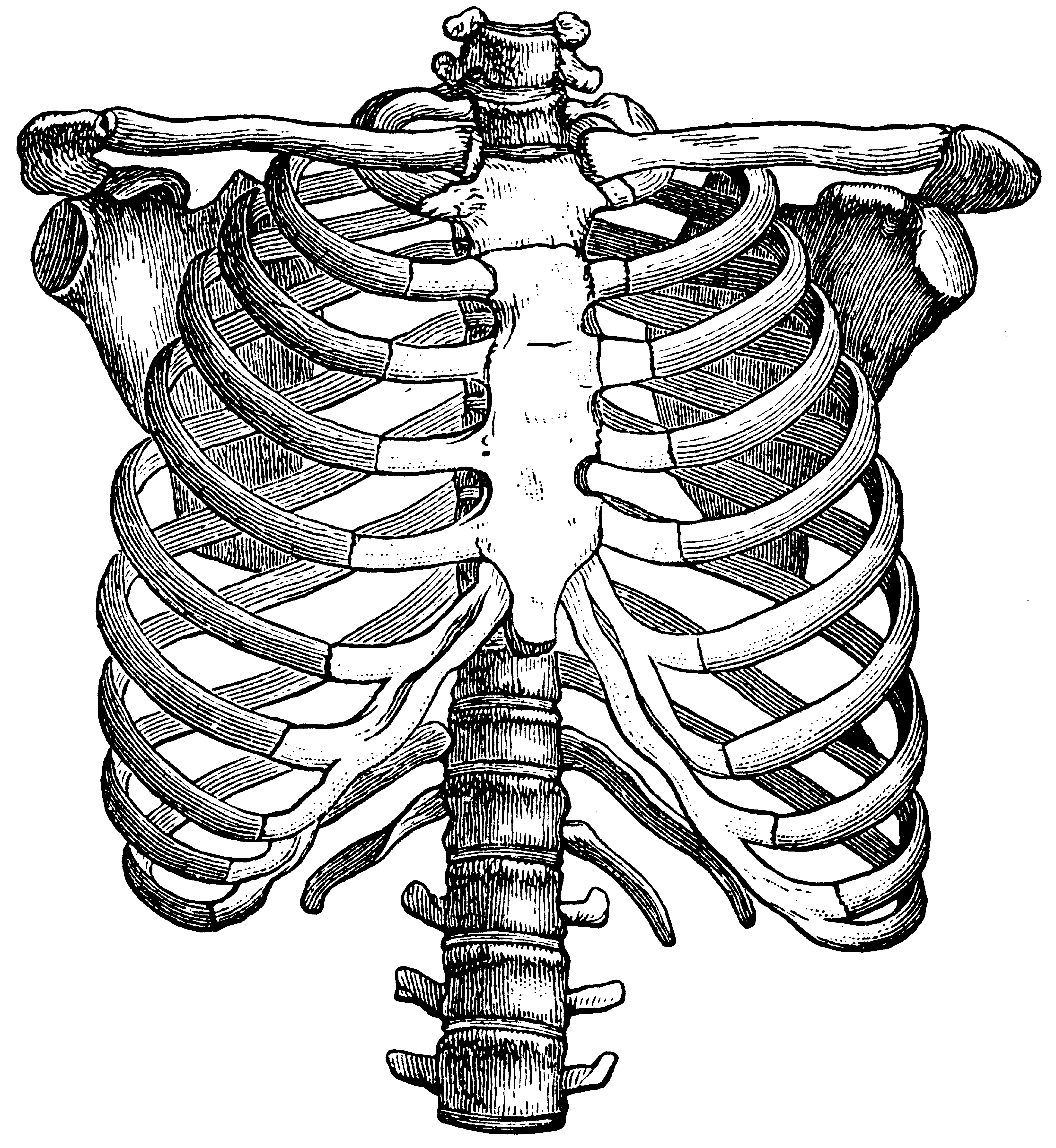 Скелет грудной клетки спереди