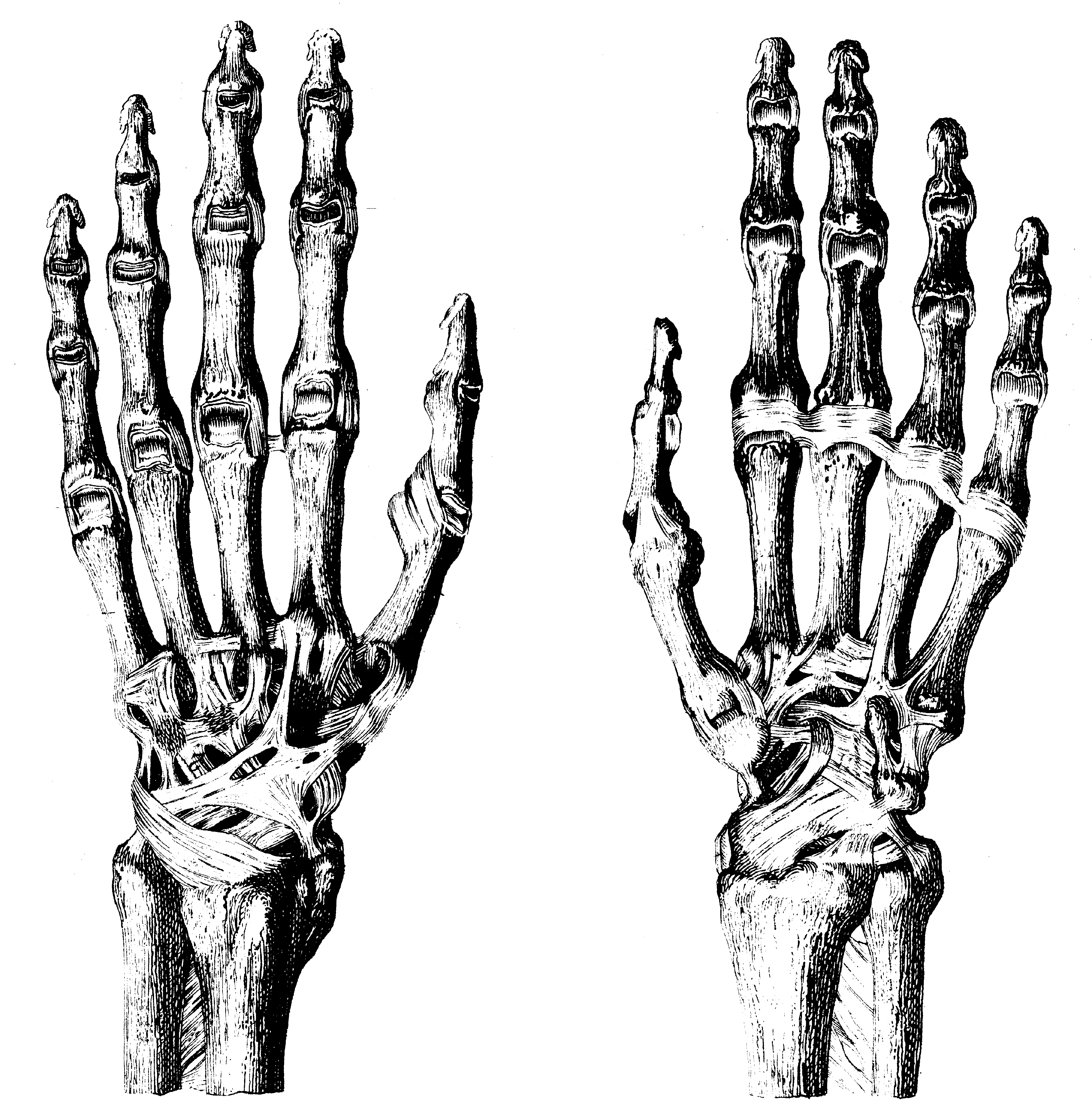 Скелет руки